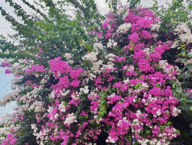 Fotoğrafçılıkta sanat. Türkiye 'den yağlı boya efektli doğa sahnesi.