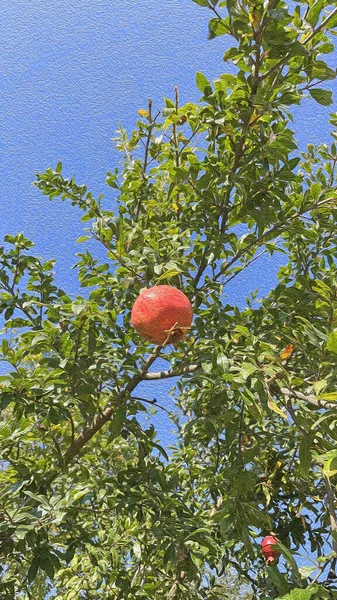 Yeşil Doğa Doğal Yaşam Yağlı Boya Etkisi Ile — Stok fotoğraf