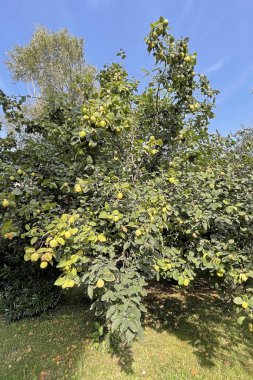 Arka plan için doğanın nefes kesici güzelliği
