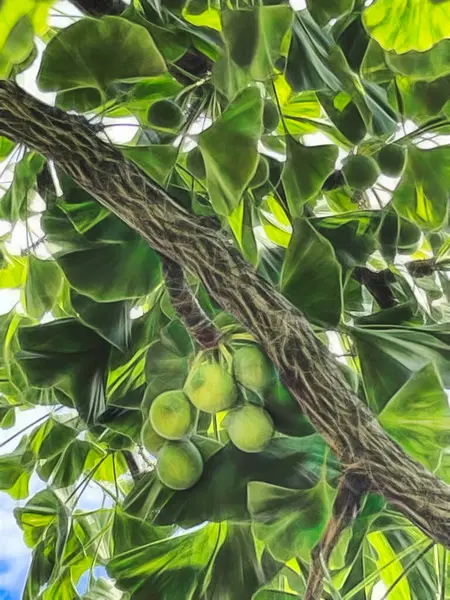 Die Atemberaubende Schönheit Der Natur Als Hintergrund — Stockfoto