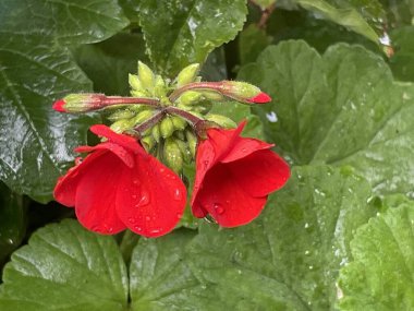 Arka plan için doğanın nefes kesici güzelliği