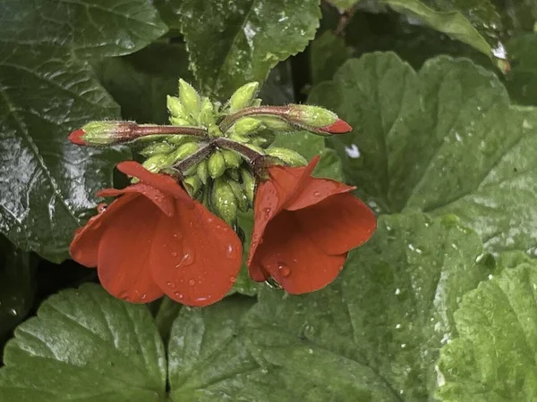 Beauté Couper Souffle Nature Pour Fond — Photo