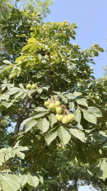 Arka plan için doğanın nefes kesici güzelliği
