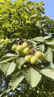 Arka plan için doğanın nefes kesici güzelliği