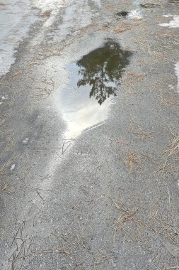 Yerdeki su birikintisi ve ağaç yansıması