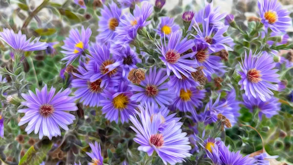 Die Atemberaubende Schönheit Der Natur Als Hintergrund — Stockfoto