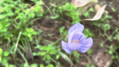 Sonbahar mevsiminde yakın plan çayır tarlaları ve doğa.