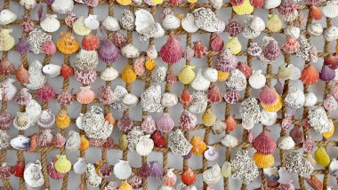 arkaplan için deniz kabuklarını kapat