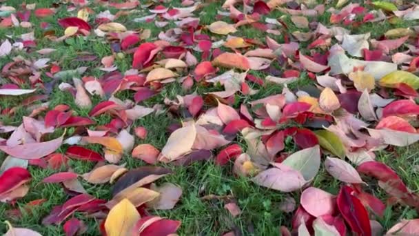 Herfst Gevallen Bladeren Natuur — Stockvideo