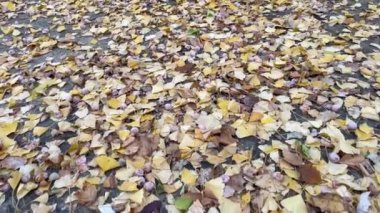 Sonbahar ve dökülen yapraklar doğada