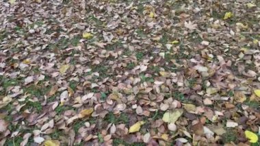 Sonbahar ve dökülen yapraklar doğada