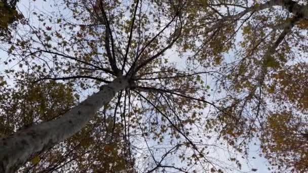 Cielo Alberi Nella Stagione Autunnale — Video Stock