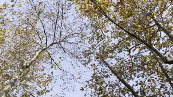 Небо Деревья Осенний Сезон — стоковое видео