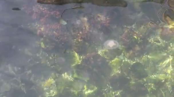 清澈的大海和海里的水母 — 图库视频影像