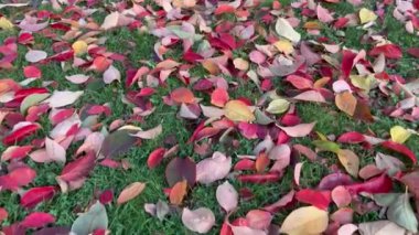 Sonbahar ve dökülen yapraklar doğada