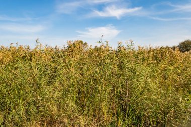 Golyazi, Bursa, Türkiye-13 Kasım 2021.Golyazi, doğal ve tarihi güzellikleri ile Türkiye 'nin Asya kıtasındaki Uluabat Gölü kıyılarında ve Bursa ilinde yer almaktadır.. 