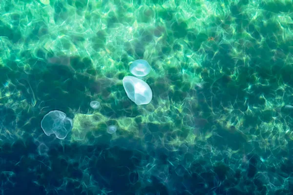 Leben Unter Wasser Klippen Und Quallen — Stockfoto