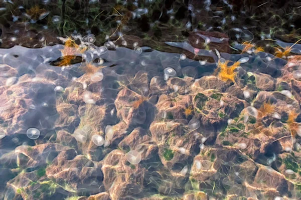Життя Під Водою Скелі Медузи — стокове фото
