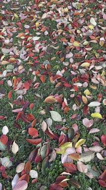 Sonbahar mevsimi ve düşen yapraklar