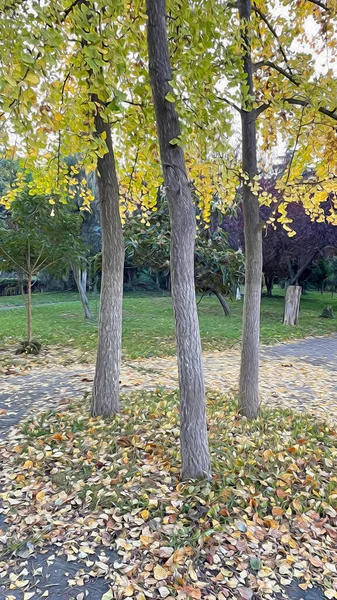Осенний Сезон Деревья Природе — стоковое фото