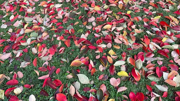 Φθινοπωρινή Περίοδος Και Πεσμένα Φύλλα — Φωτογραφία Αρχείου