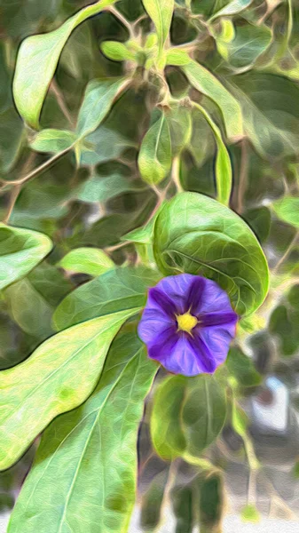 Κοντινό Πλάνο Μπλε Θάμνος Πατάτας Και Μοβ Λουλούδια Πράσινα Φύλλα — Φωτογραφία Αρχείου