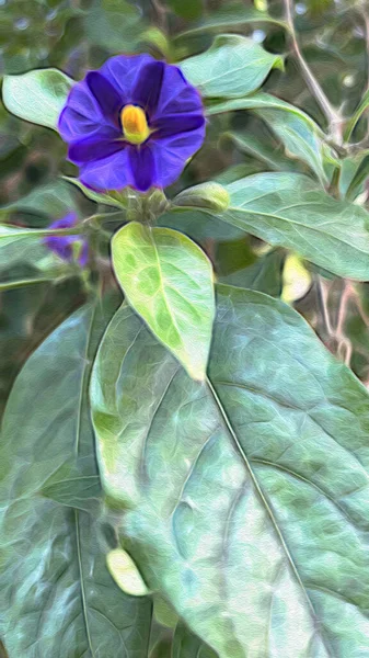 Nahaufnahme Blauer Kartoffelstrauch Und Lila Blüten Mit Grünen Blättern Der — Stockfoto