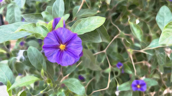 Nahaufnahme Blauer Kartoffelstrauch Und Lila Blüten Mit Grünen Blättern Der — Stockfoto