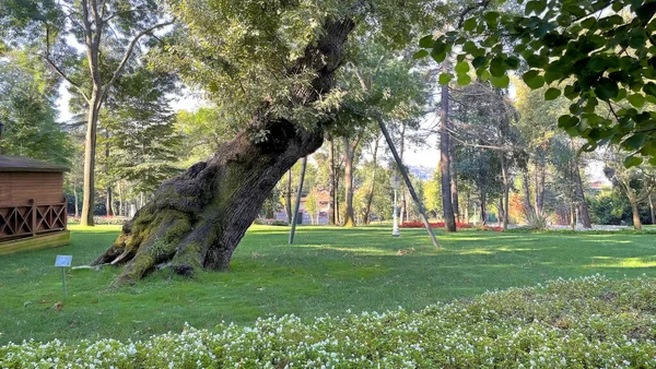 イスタンブール トルコ9月12 2021 Khediveパビリオンとイスタンブールのボスポラスの丘の上の森 緑豊かな森の風景と秋の美しさ — ストック写真