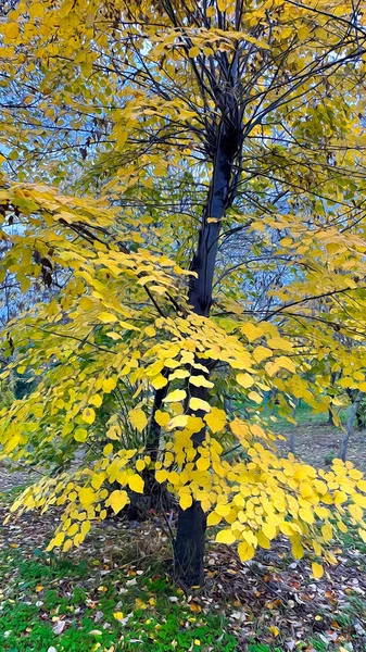 Sonbahar Mevsiminde Doğa Ağaçlar — Stok fotoğraf
