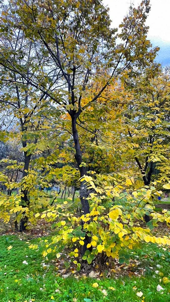 Natur Och Träd Höstsäsongen — Stockfoto