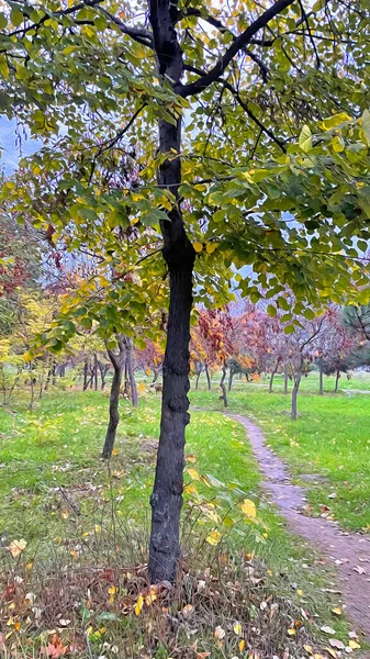 Naturaleza Árboles Temporada Otoño — Foto de Stock