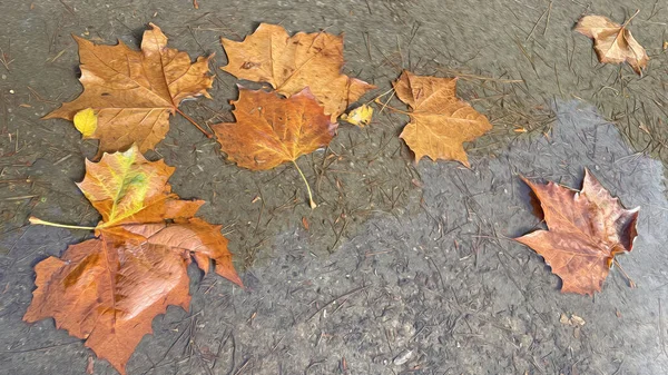 秋の季節と木から落ちてくる葉 — ストック写真