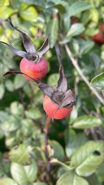 Gros Plan Graines Rose Dans Nature — Photo