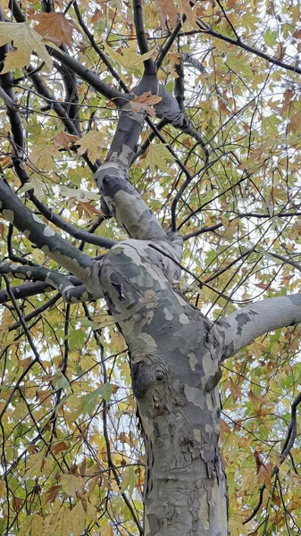 Natur Und Bäume Herbst — Stockfoto