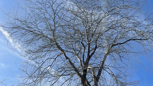 Natur Och Träd Höstsäsongen — Stockfoto
