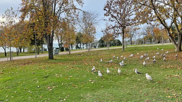 Estambul Turquía Noviembre 2021 Vista Mar Mármara Desde Parque Público —  Fotos de Stock