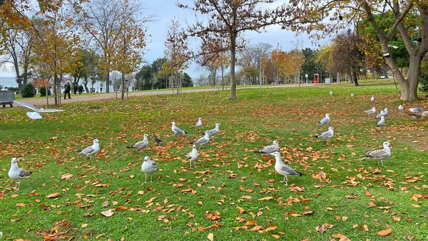 Istanbul Turkey November 2021 Marmara Sea View Florya Public Park — Stock Photo, Image