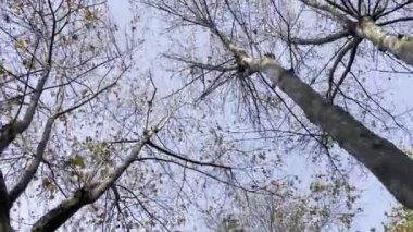 Doğa sonbaharın sonunda ve kışın başında