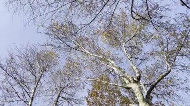 Doğa sonbaharın sonunda ve kışın başında