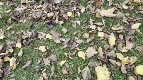 Naturaleza Final Del Otoño Comienzo Del Invierno — Vídeo de stock