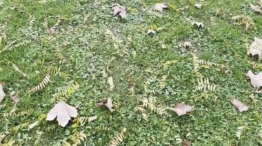 Doğa sonbaharın sonunda ve kışın başında