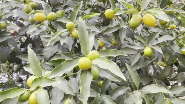 Kumquat Boom Kumquats Met Groene Bladeren — Stockvideo