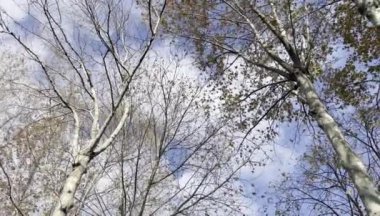 Doğa sonbaharın sonunda ve kışın başında