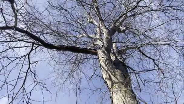 Příroda Konci Podzimu Začátku Zimy — Stock video