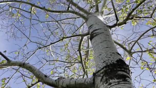 Natuur Aan Het Einde Van Herfst Het Begin Van Winter — Stockvideo