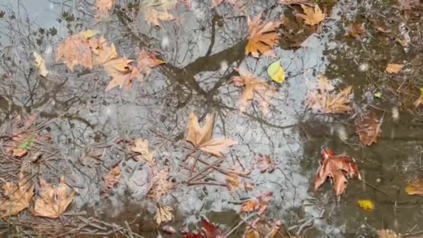 Naturaleza Final Del Otoño Comienzo Del Invierno — Vídeos de Stock