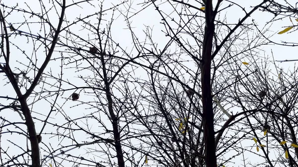 겨울에 나뭇잎이 떨어지는 — 스톡 사진