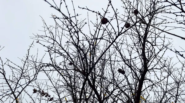 Granatäppleträd Med Fallna Blad Vintern — Stockfoto