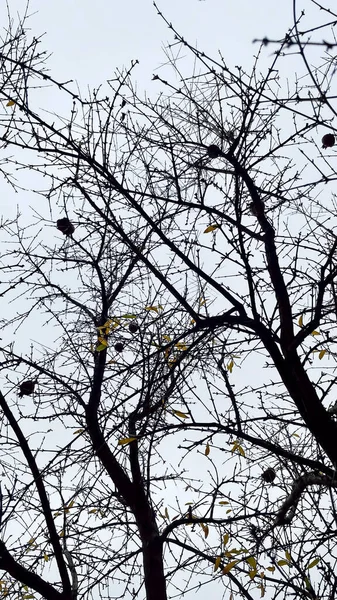 Granatapfelbaum Mit Abgefallenen Blättern Winter — Stockfoto